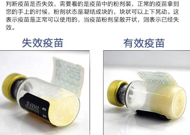 如何辨別輝瑞衛佳疫苗真假？(圖1)